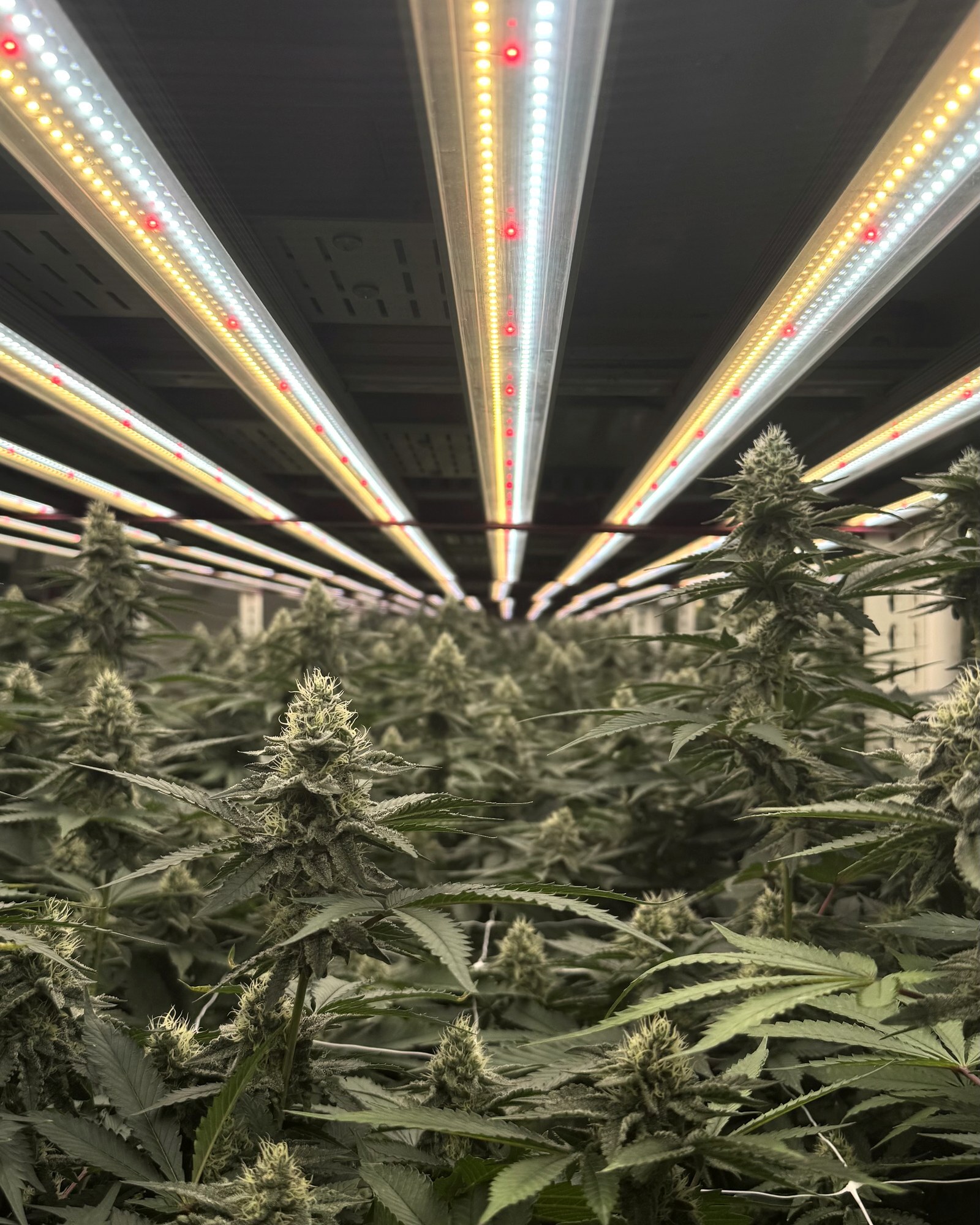 Cannabis flowering room under LED lighting